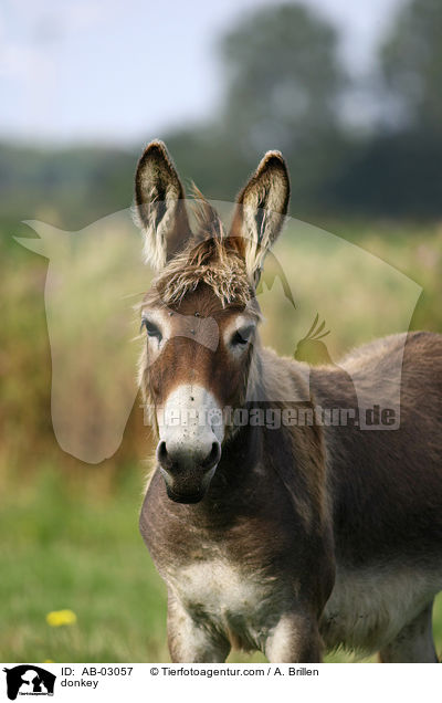 Esel / donkey / AB-03057