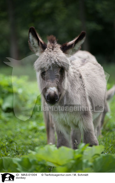 Esel / donkey / MAS-01004