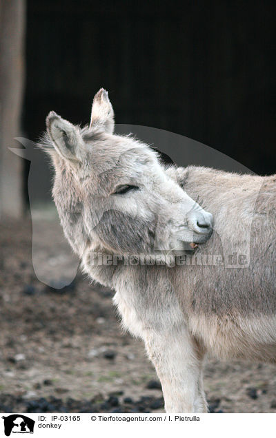 Esel / donkey / IP-03165