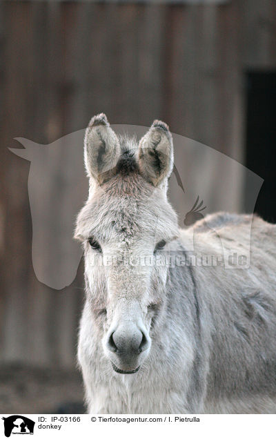 Esel / donkey / IP-03166