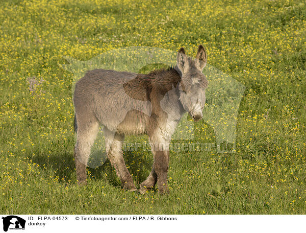 Esel / donkey / FLPA-04573