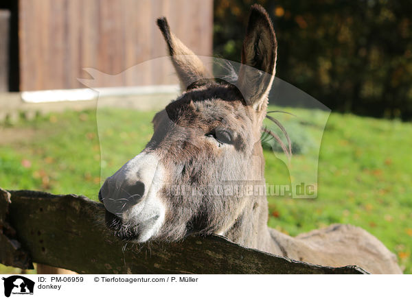 Esel / donkey / PM-06959