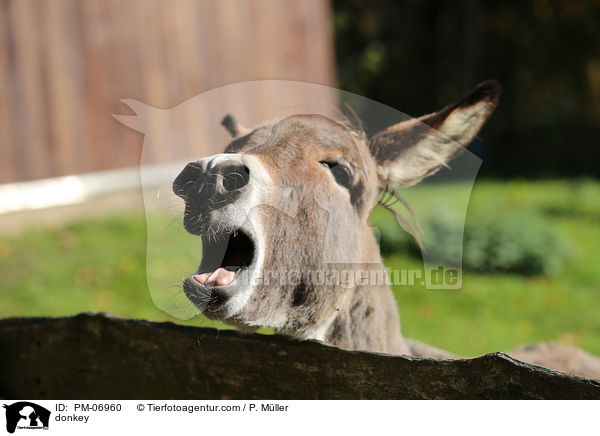 Esel / donkey / PM-06960