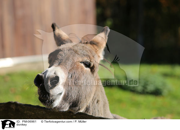 Esel / donkey / PM-06961