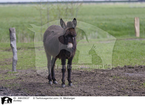 Esel / donkey / AM-05637
