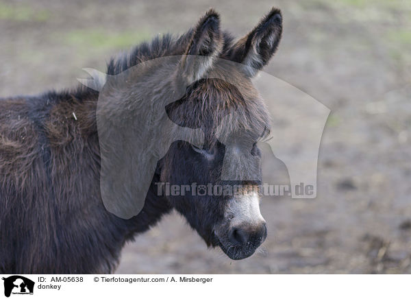 Esel / donkey / AM-05638