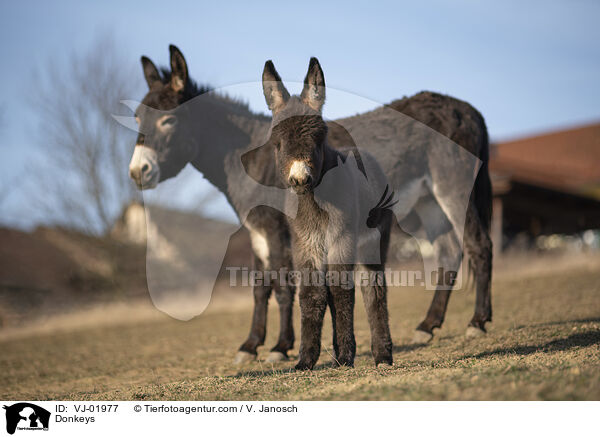 Esel / Donkeys / VJ-01977