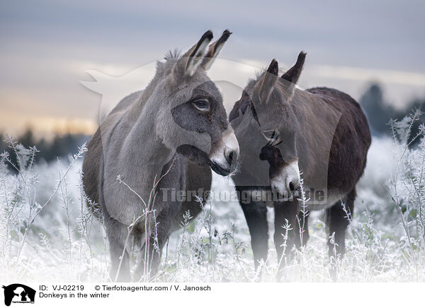 Esel im Winter / Donkeys in the winter / VJ-02219