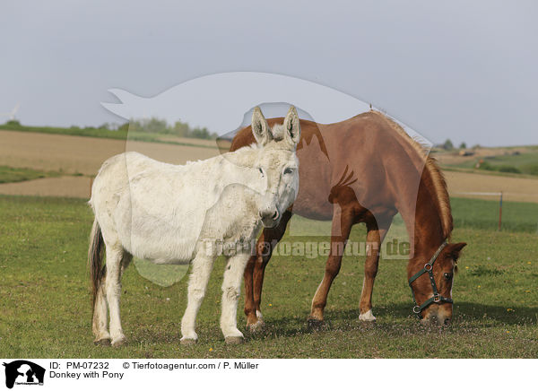 Esel mit Pony / Donkey with Pony / PM-07232