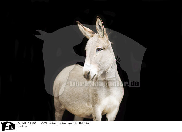 Esel / donkey / NP-01302