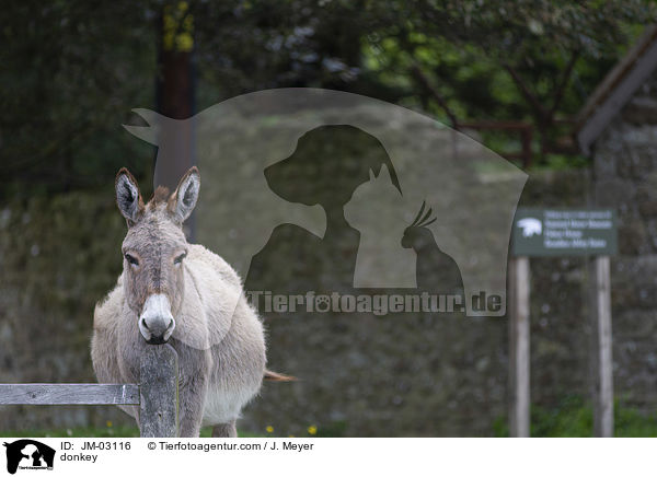Esel / donkey / JM-03116