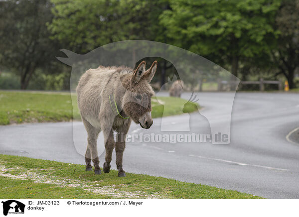 Esel / donkey / JM-03123