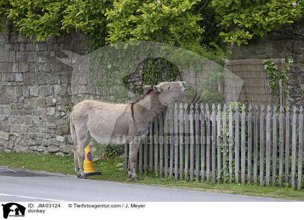Esel / donkey / JM-03124