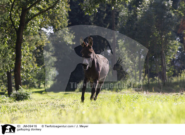 galoppierender Esel / galloping donkey / JM-09416