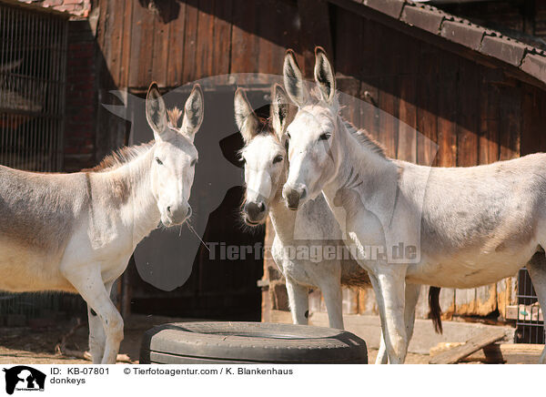 Esel / donkeys / KB-07801