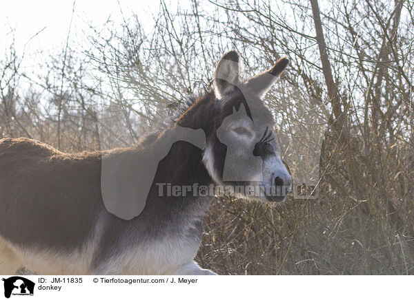 Esel / donkey / JM-11835