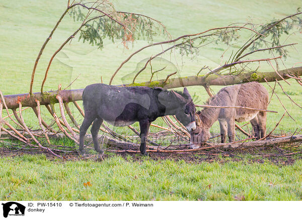 Esel / donkey / PW-15410