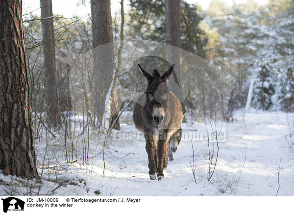 donkey in the winter / JM-18809