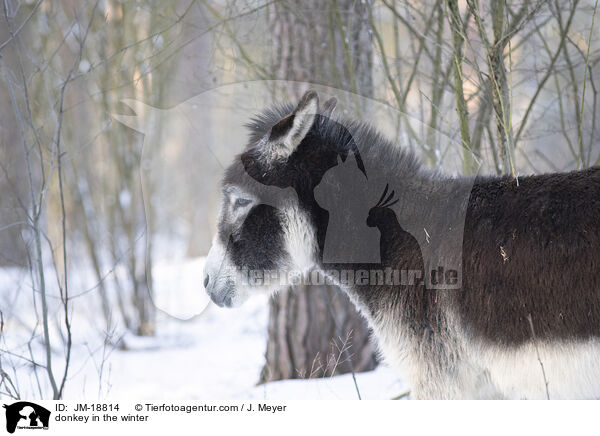 donkey in the winter / JM-18814