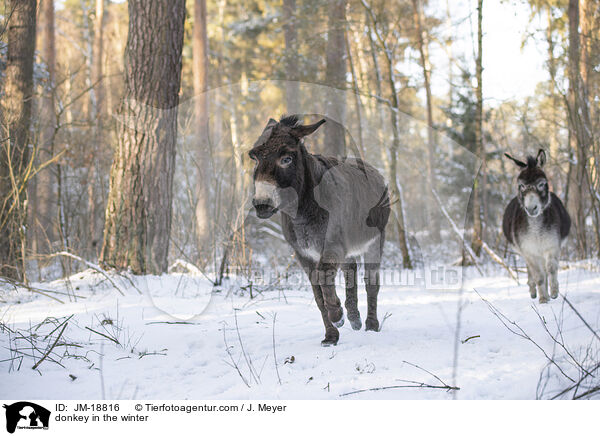 donkey in the winter / JM-18816