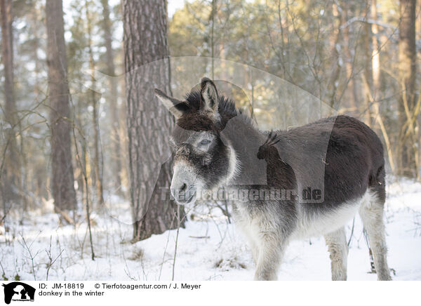 donkey in the winter / JM-18819