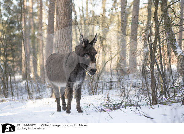 donkey in the winter / JM-18821
