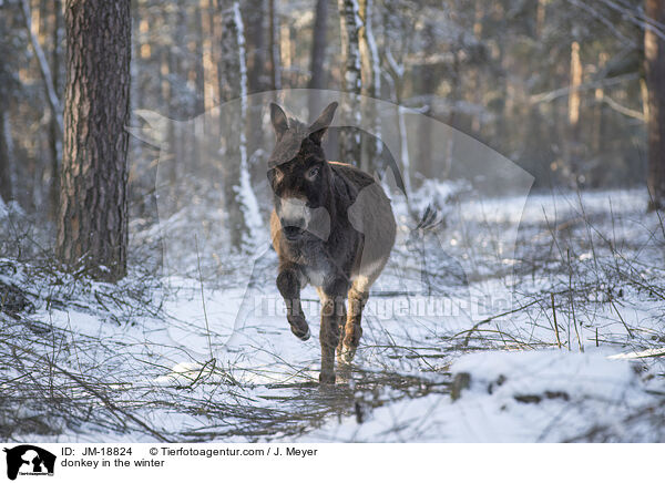 donkey in the winter / JM-18824