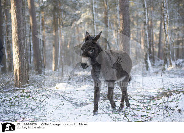 donkey in the winter / JM-18826