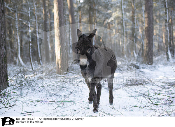 donkey in the winter / JM-18827