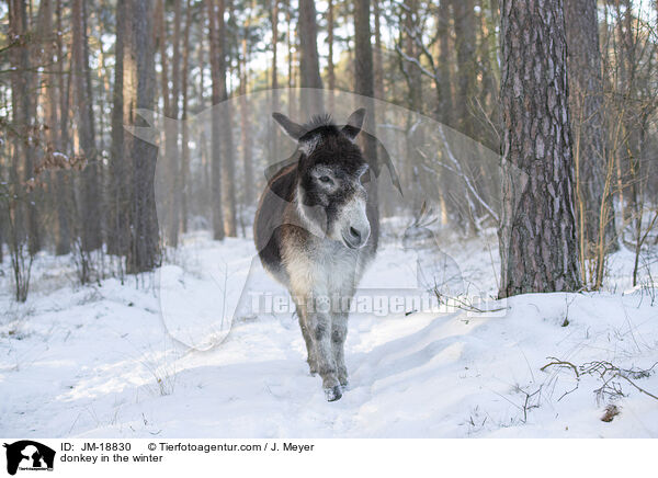 donkey in the winter / JM-18830