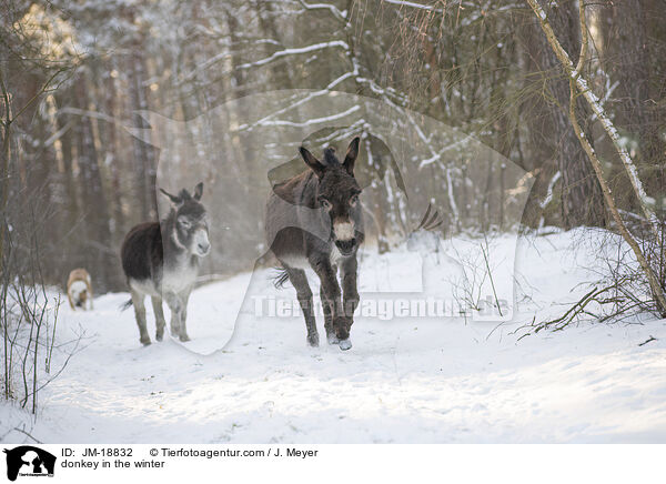 donkey in the winter / JM-18832