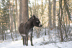 donkey in the winter