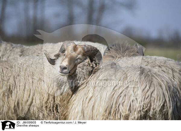 Drenthe Heideschafe / Drenthe sheeps / JM-09905