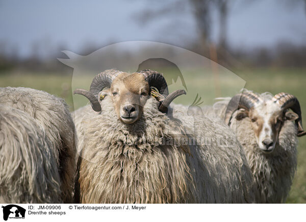 Drenthe Heideschafe / Drenthe sheeps / JM-09906