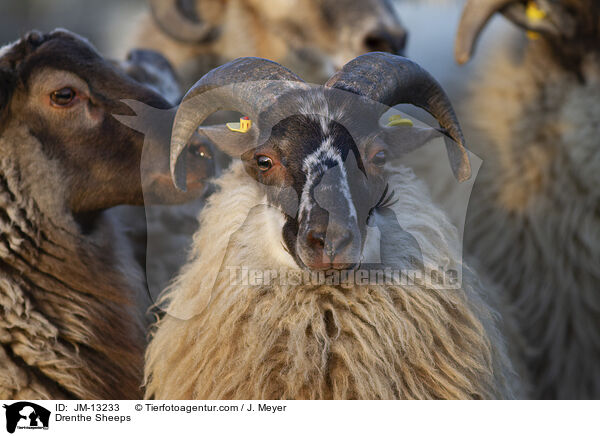 Drenthe Sheeps / JM-13233