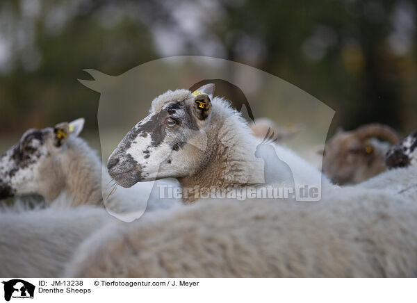 Drenthe Heideschafe / Drenthe Sheeps / JM-13238