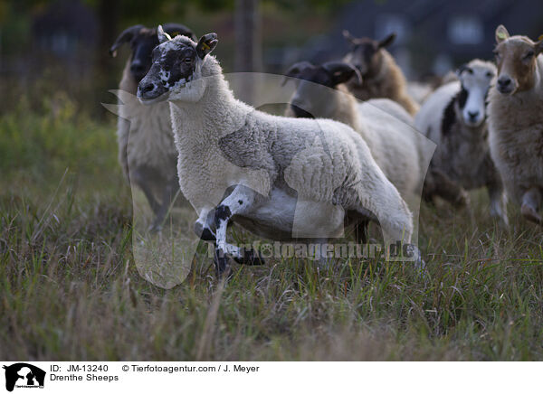 Drenthe Heideschafe / Drenthe Sheeps / JM-13240