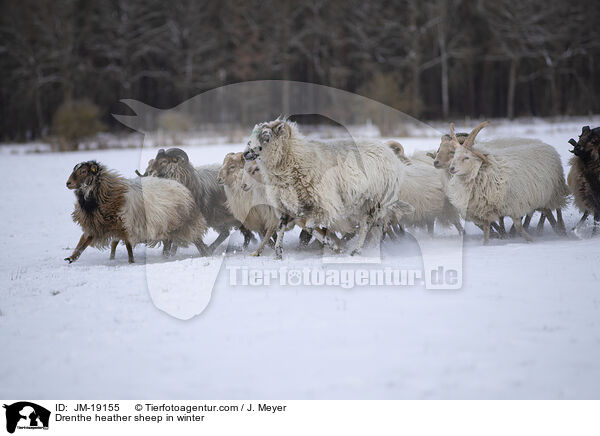 Drenthe heather sheep in winter / JM-19155