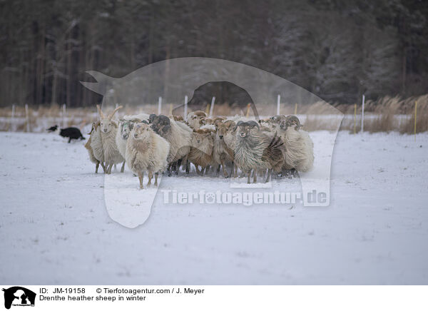 Drenthe heather sheep in winter / JM-19158