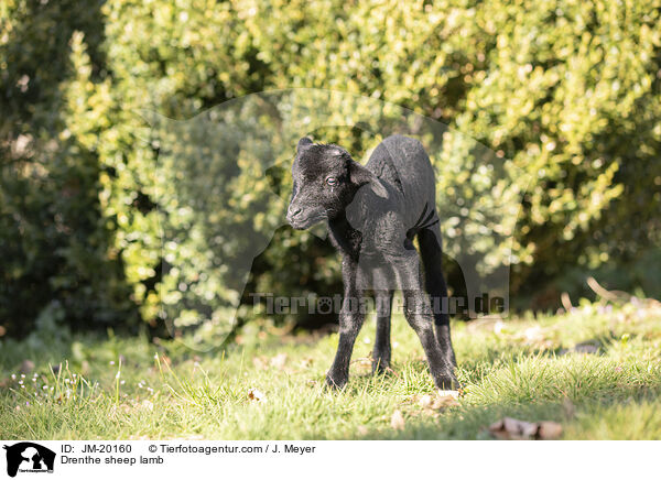 Drenthe Heideschaf Lamm / Drenthe sheep lamb / JM-20160