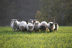 Drenthe sheeps