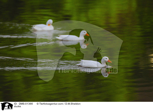 Enten / ducks / DMS-01366