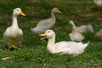 white ducks