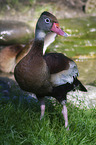 Duck on the meadow