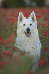 White Shepherd in the poppy field