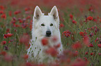 White Shepherd in the poppy field