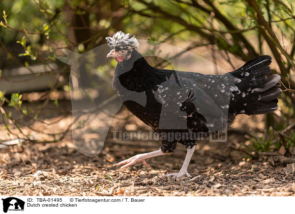 Hollnder Haubenhuhn / Dutch crested chicken / TBA-01495