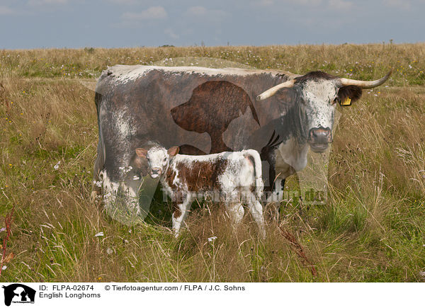 English Longhorns / English Longhorns / FLPA-02674