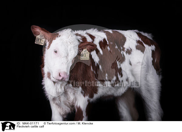 Simmentaler Fleckvieh Kalb / Fleckvieh cattle calf / MAK-01171