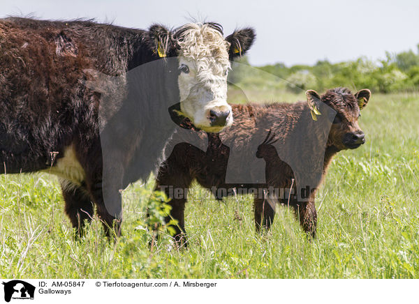 Galloways / Galloways / AM-05847